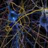 Neuropolis: mit Hirnsimulationen an die Weltspitze