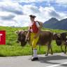 Alpabfahrt 2012 - sechs Stunden lang live