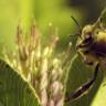 "Wann wurden aus Bienen eigentlich Honigmaschinen?"