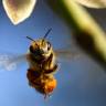 "More Than Honey" weiter auf Erfolgskurs: auch in den USA, in Grossbritannien und Irland